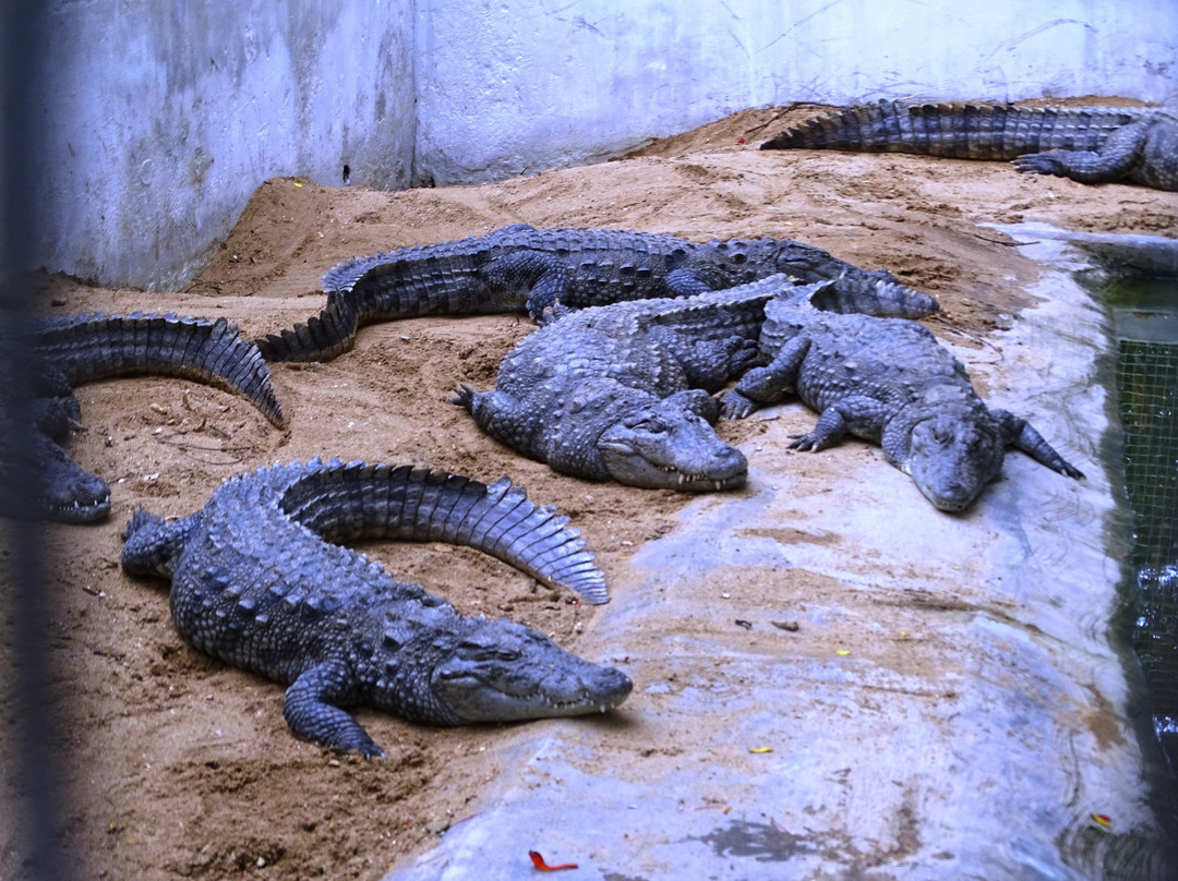 Amaravathi Crocodile Farm景点图片