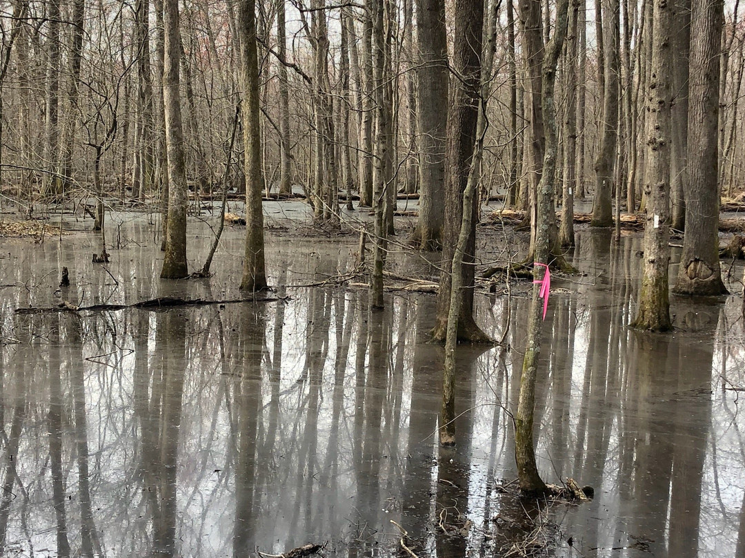 Big Cypress Tree State Park-Greenfield必去景点