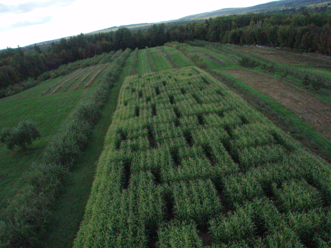 Springvale旅游攻略图片