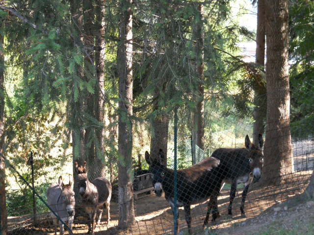 B&B La Pineta
