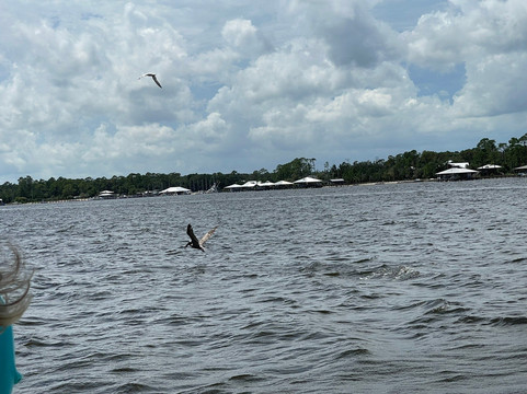 Dolphins Down Under-橙色海湾必去景点
