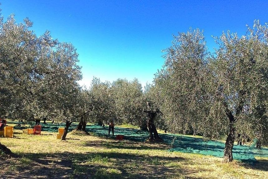 Rome Olive Tour & Cooking Class Combination Day Trip景点图片
