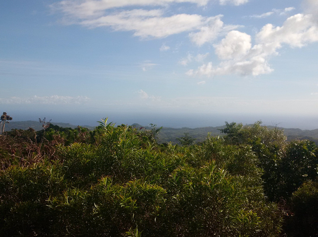 Mt. Bandilaan National Park景点图片