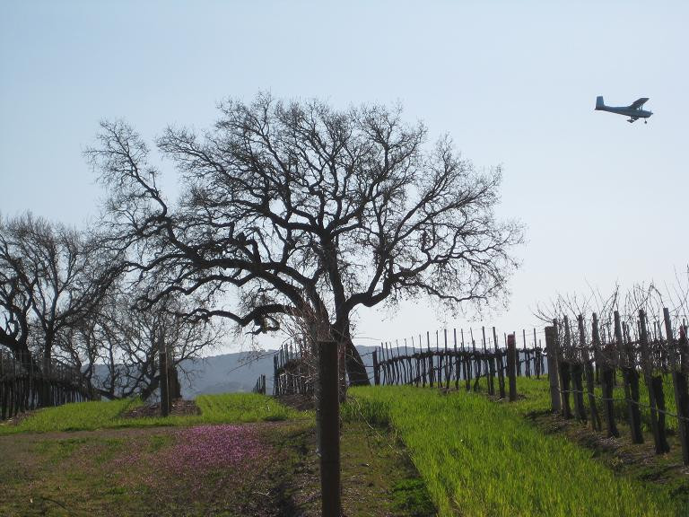 Gainey Estate Vineyards景点图片