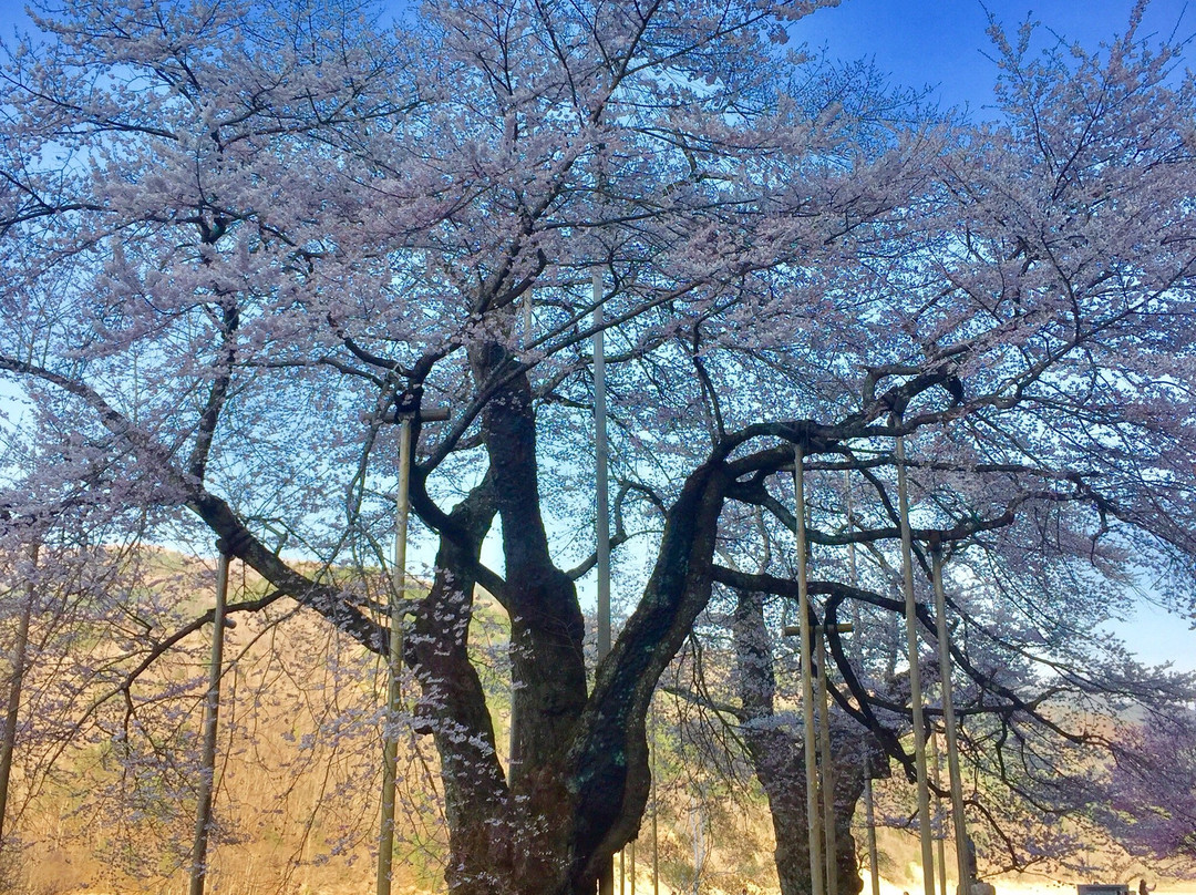 Shokawa-Zakura