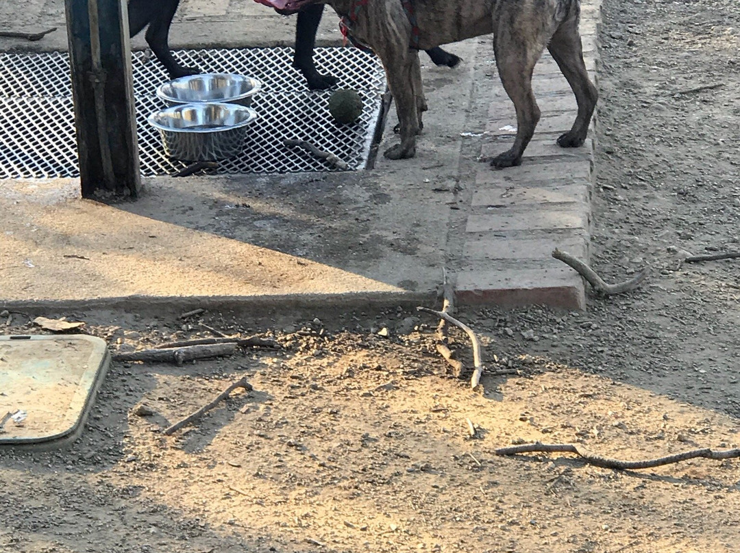 Griffith Park Dog Park