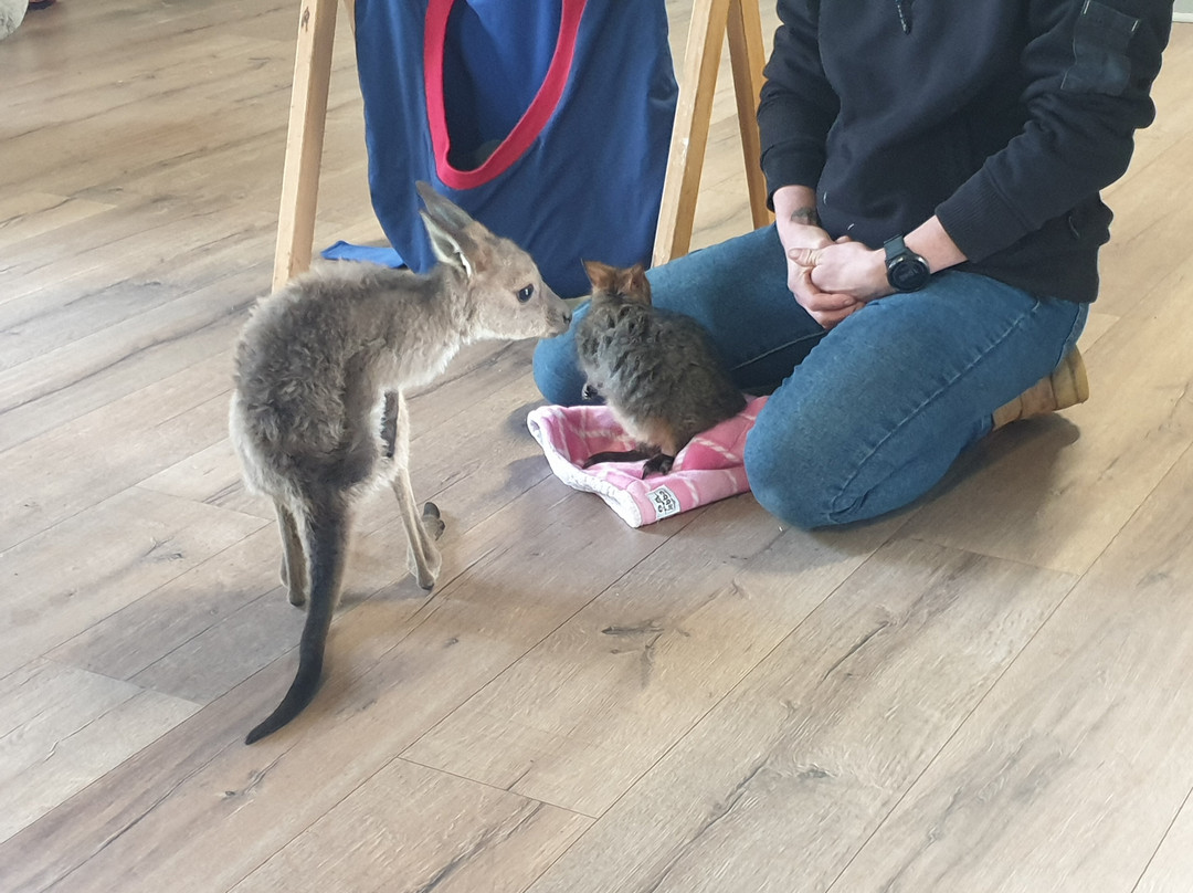 Warrnambool Wildlife Encounters景点图片