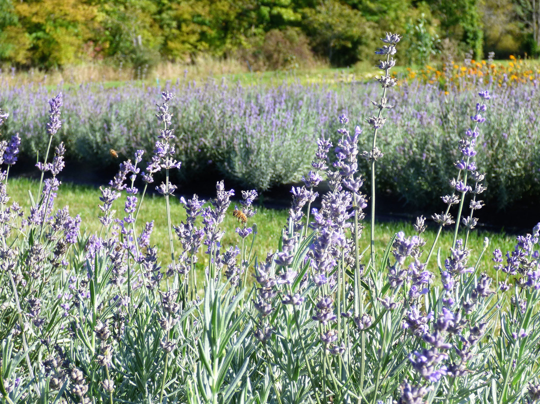 Purple Haven Lavender Farm景点图片