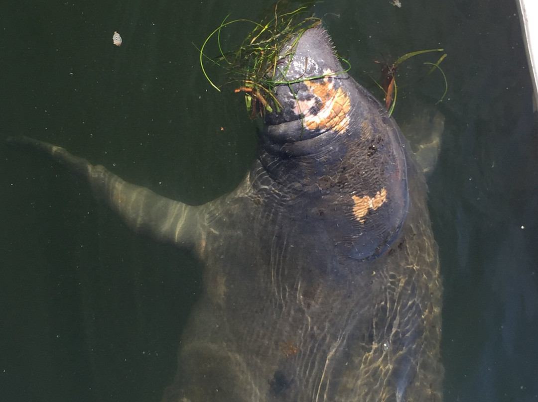 Paddleboard Adventures-Boca Grande必去景点