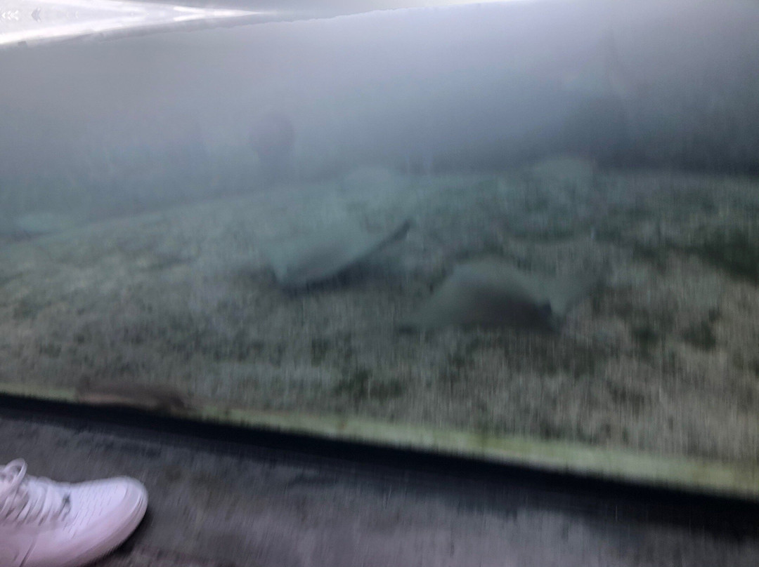 Phillip And Patricia Frost Museum Of Science-迈阿密必去景点