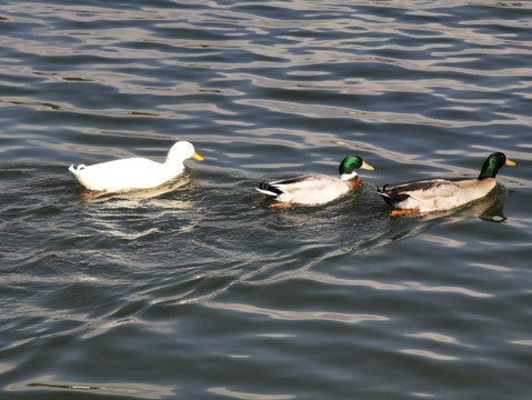 Embalse De Los Rosales-Galapagar必去景点