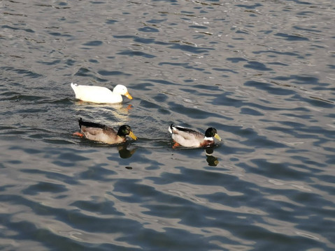 Embalse De Los Rosales-Galapagar必去景点