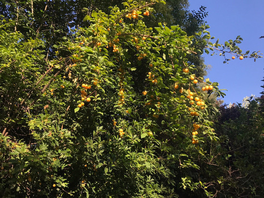 Hotel Acacias De Vitacura主图