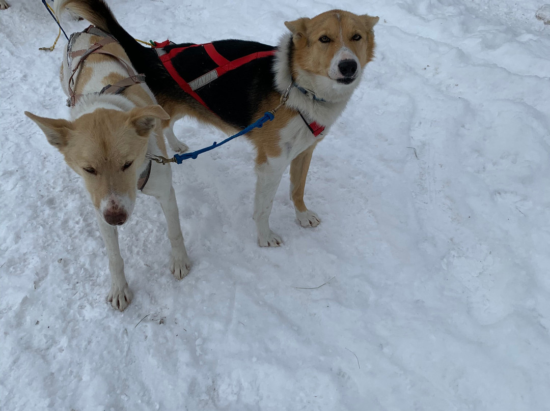 Muddy Paw Sled Dog Kennel-Jefferson必去景点