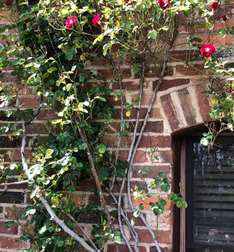 Olde Horsham Motor Inn主图