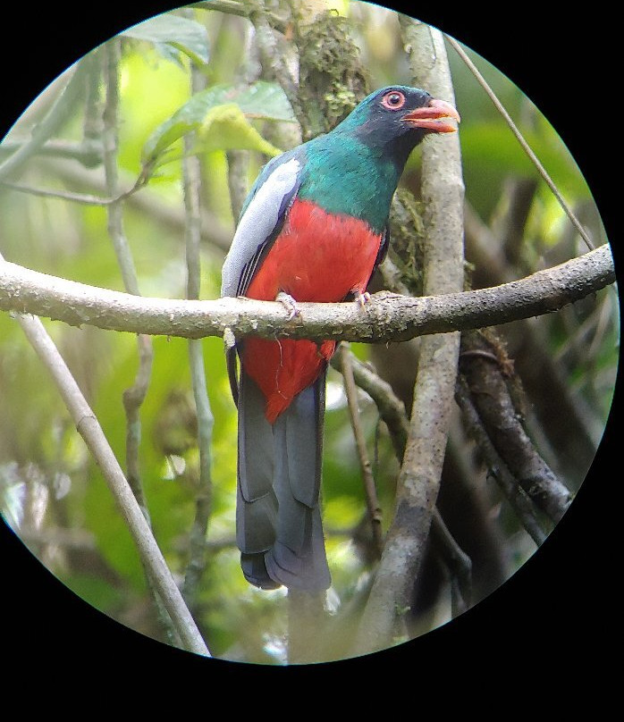 Parque Nacional Soberania景点图片