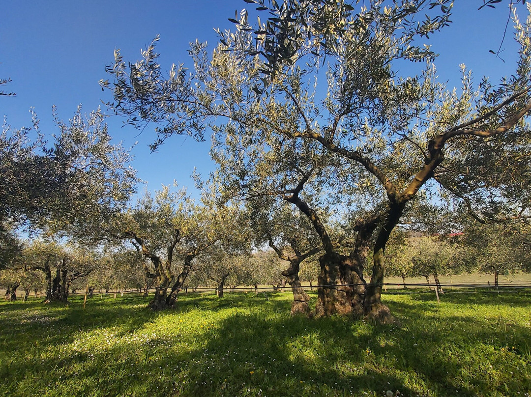 Olivo Istriano: Authentic Istrian family farm, guided walk, foods & wine-布延必去景点