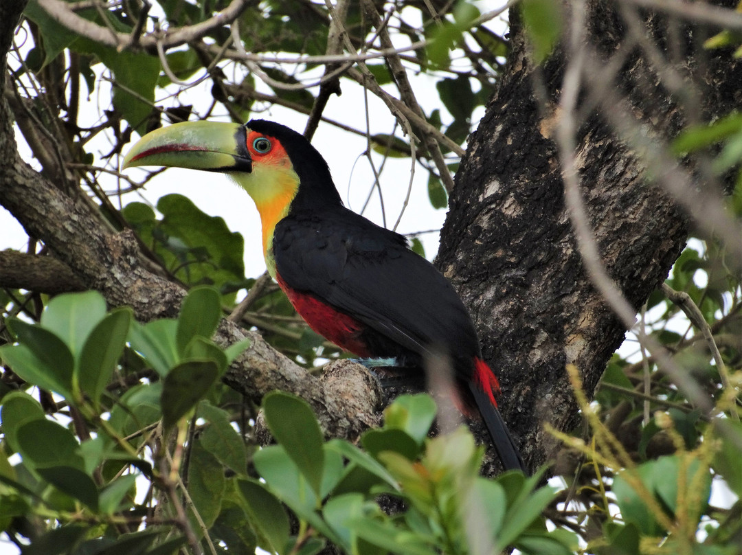 Hotel Fazenda São Francisco主图