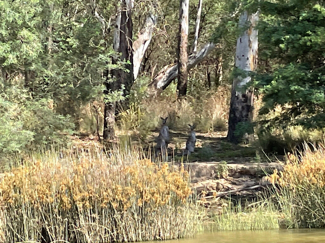Cobba Paddleboat-Cobram必去景点