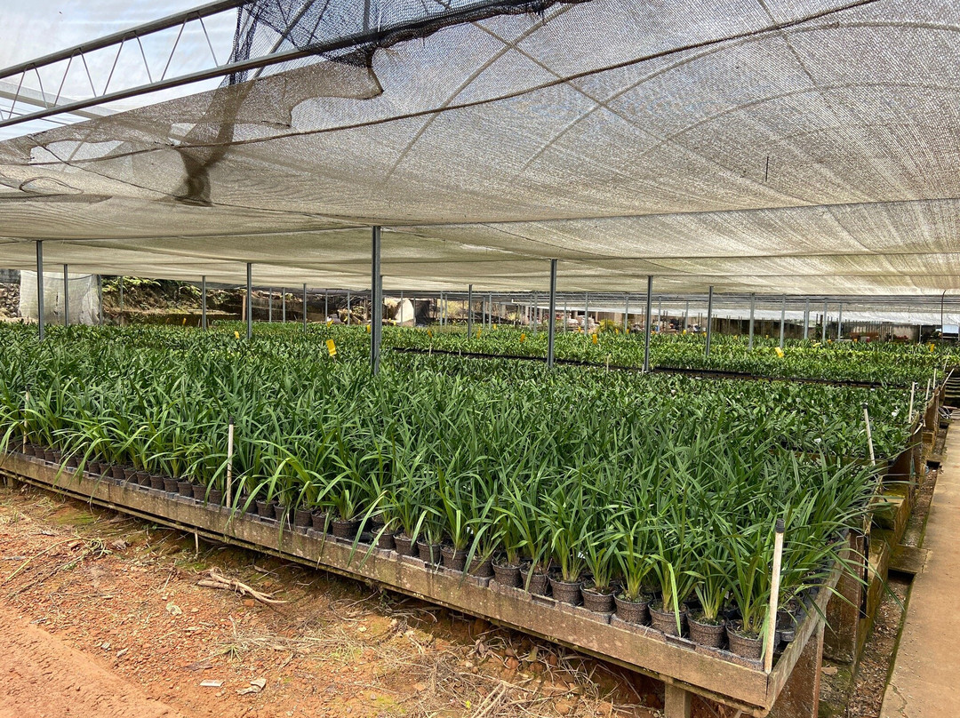 Orquidário Binot-彼得罗波利斯必去景点