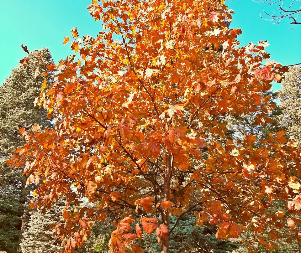 Arbor Lodge State Historical Park-Nebraska City必去景点