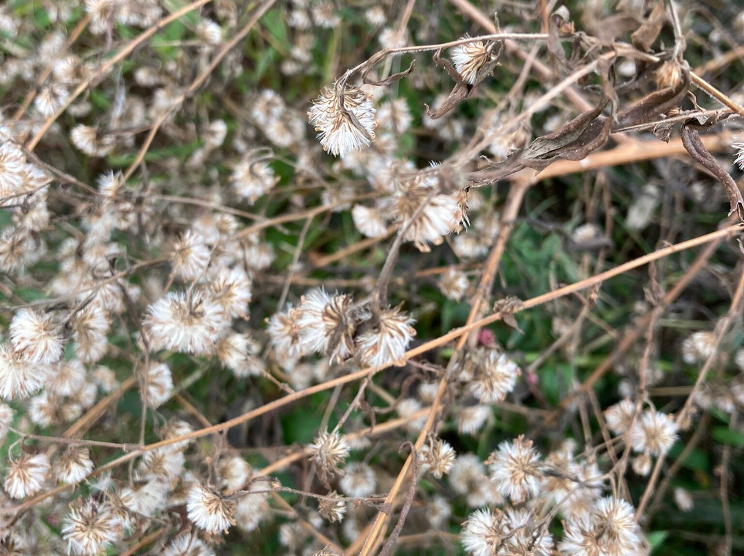 Bisset Park-雷德福必去景点