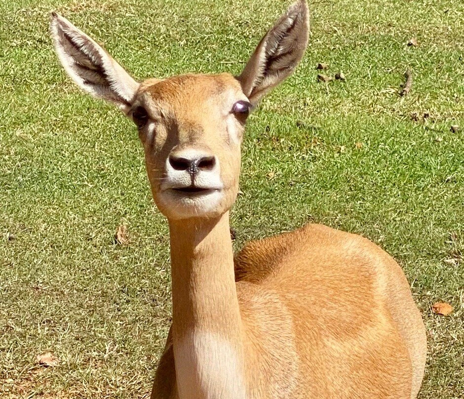 Cherokee Trace Drive-Thru Safari-Jacksonville必去景点