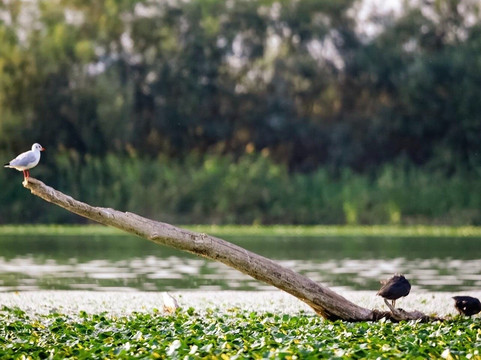 Dražen Petrović-维尔巴札拉必去景点