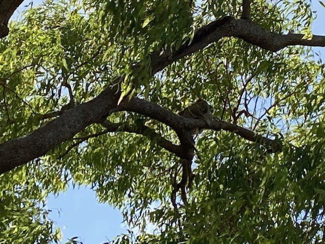 Magnetic Island Country Club-Picnic Bay必去景点