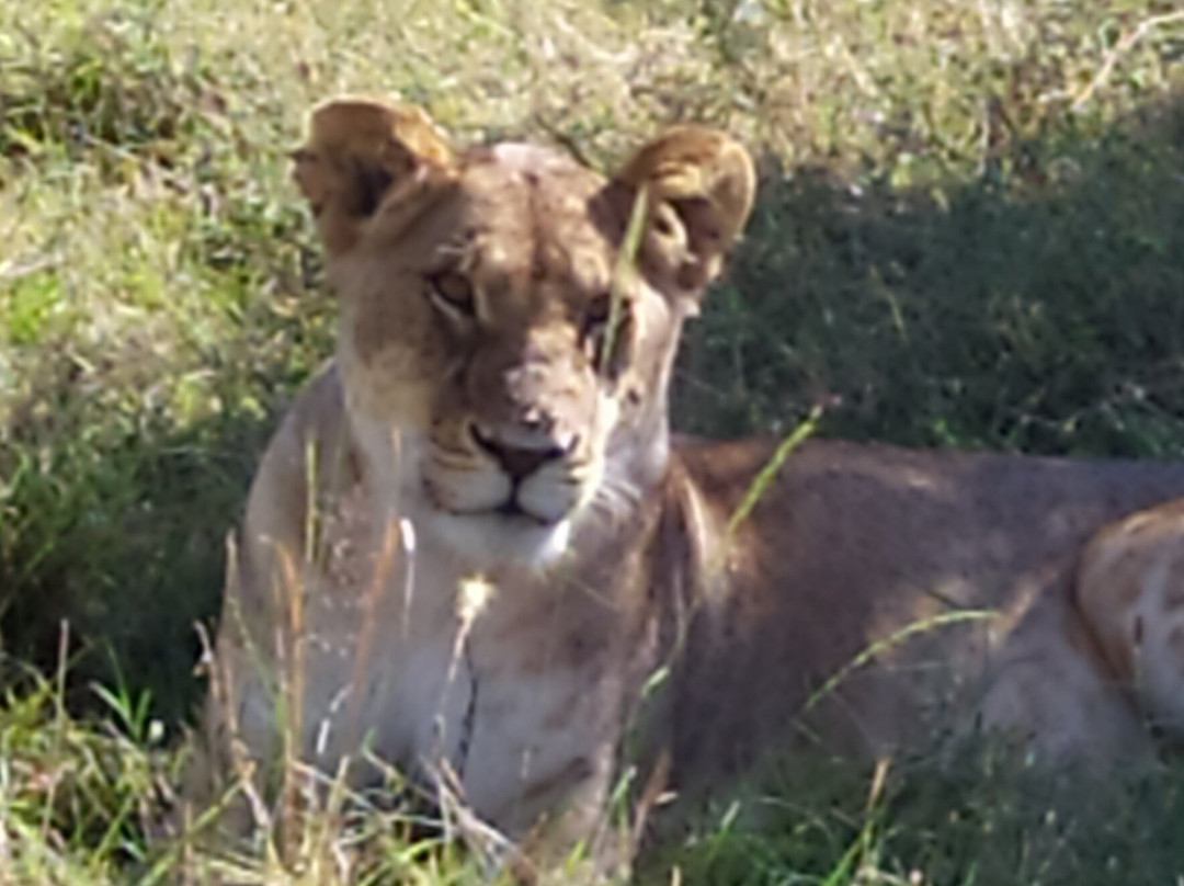 Safari Kenya Tanzania-瓦塔木必去景点