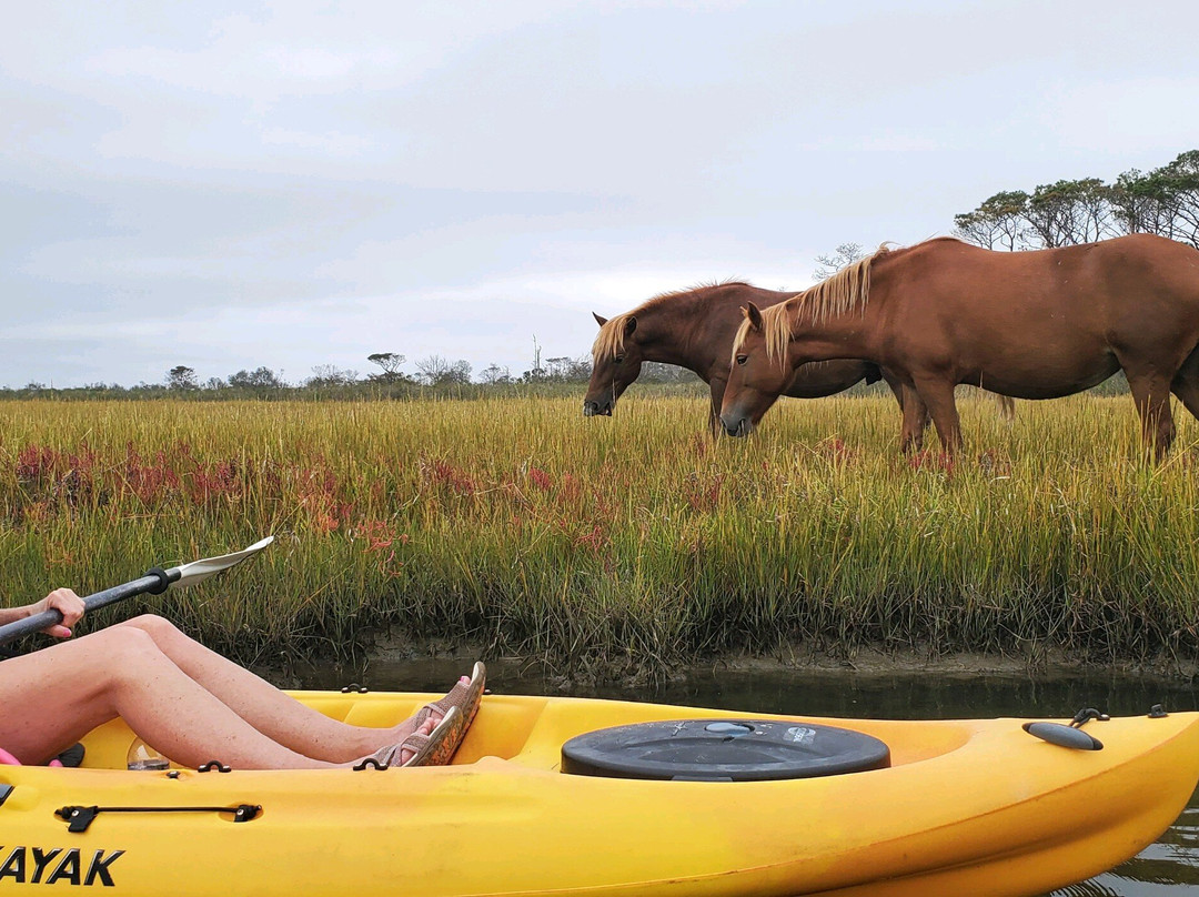 Assateague Outfitters-Assateague Island必去景点