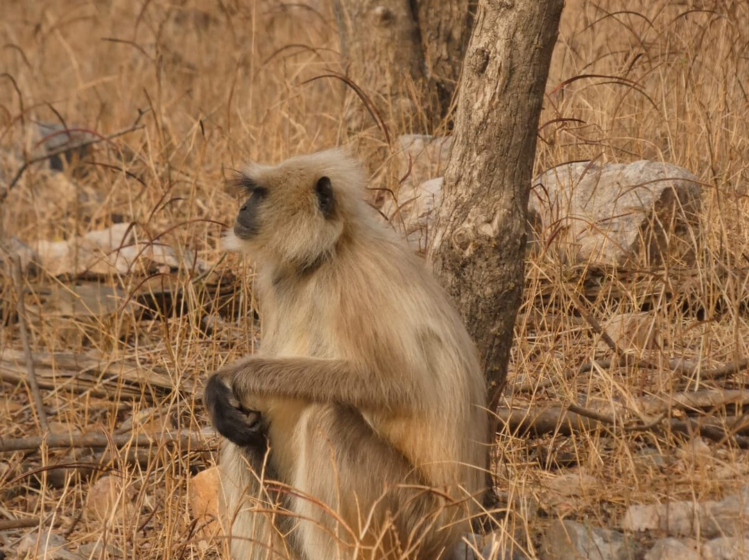 The Panna National Park Safari景点图片