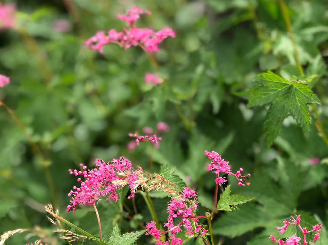 Happoone-白马村必去景点