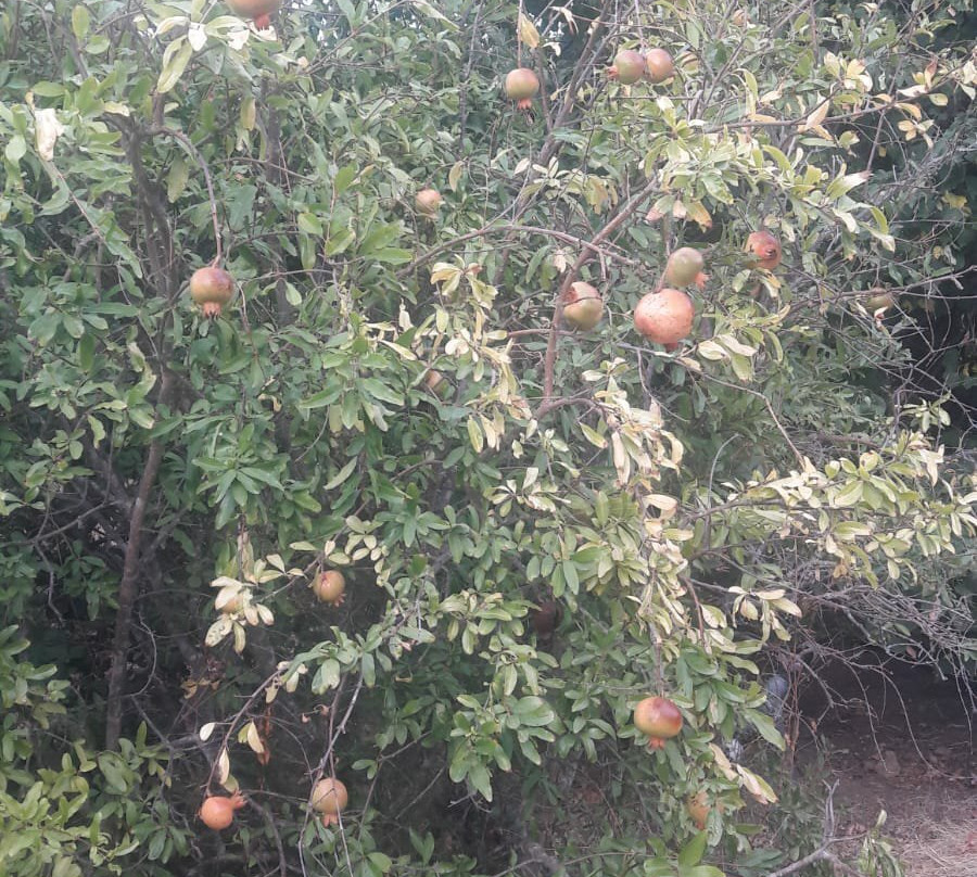Le Jardin Botanique Frutier d'Avapessa-Avapessa必去景点