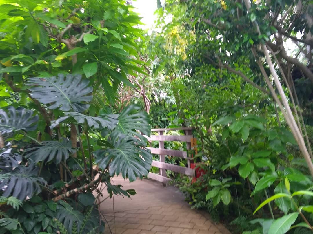梦之岛热带植物室景点图片