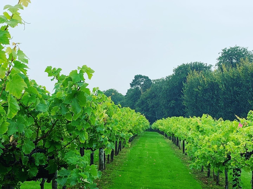 The Tasting Lodge @ Llanerch Vineyard景点图片