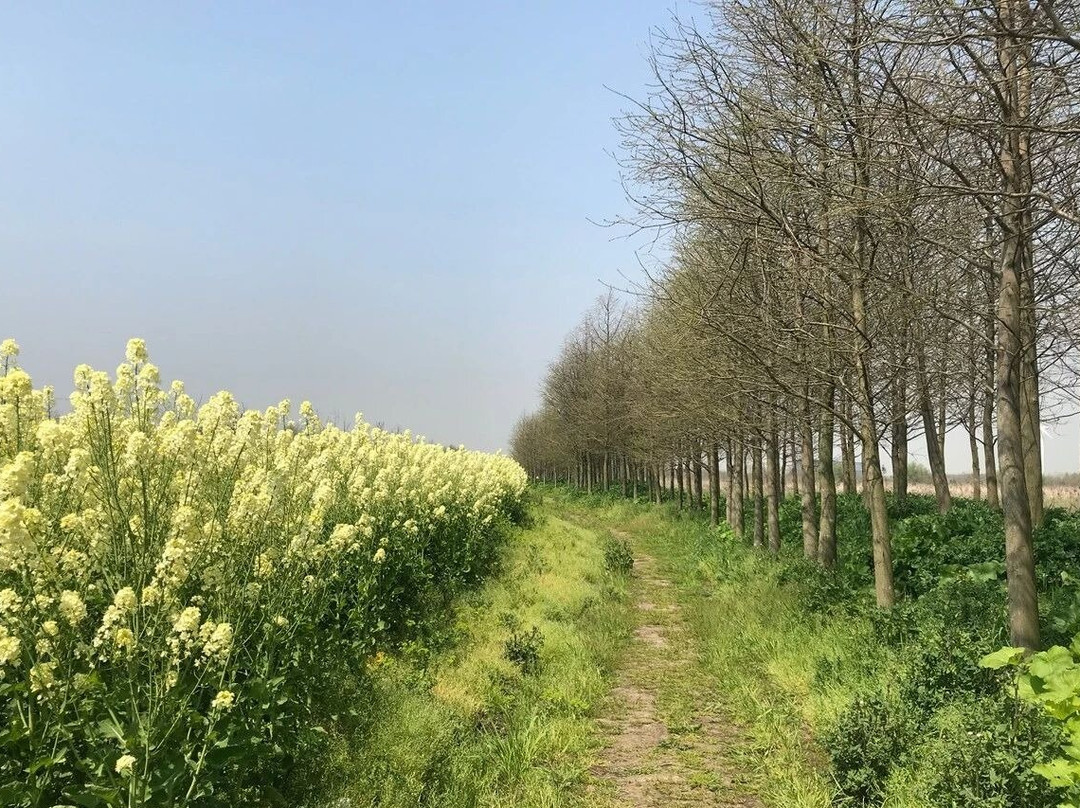 Relaxing and ecological experience in Chongming, Shanghai.-崇明县必去景点