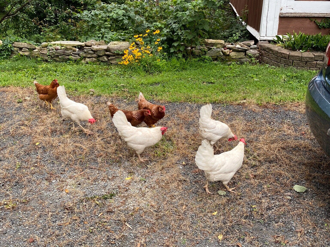 Black Walnut Inn主图