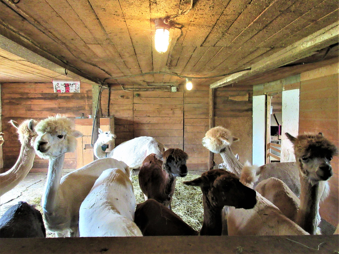 Ferme Fibres et Compagnie-Saint-Alexandre-de-Kamouraska必去景点