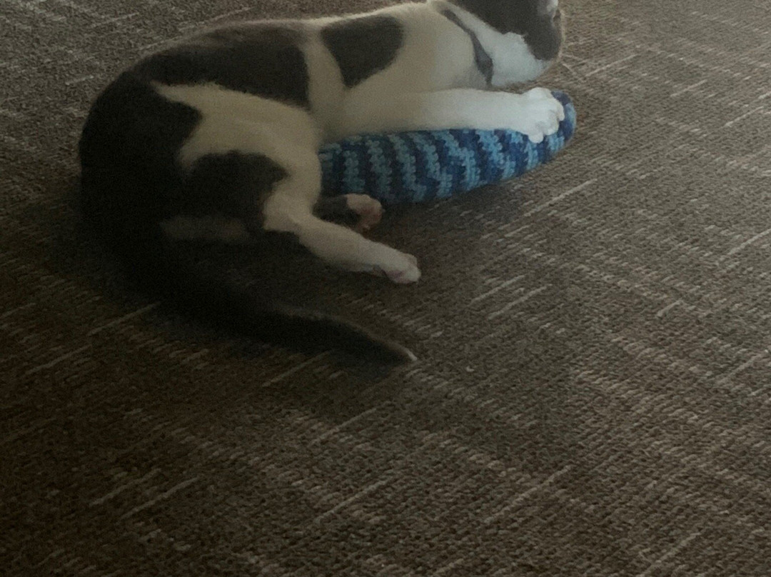 Smoky Mountain Cat House-皮金福奇必去景点