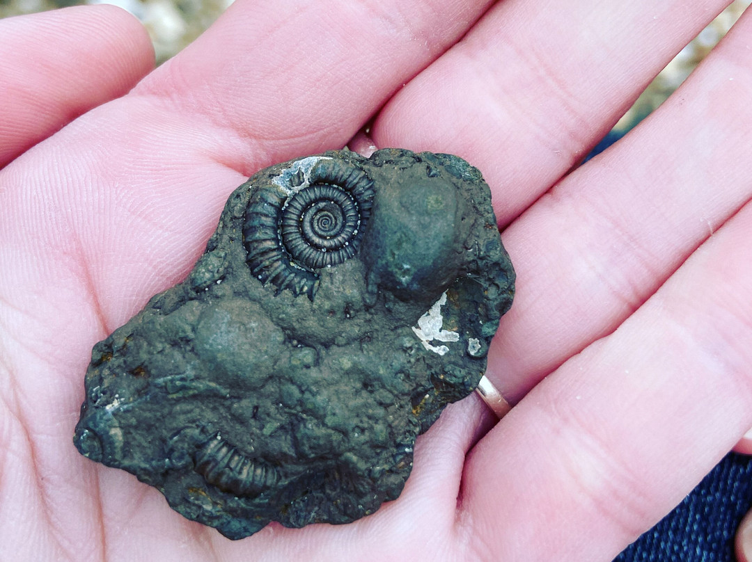 Fossilwalks景点图片