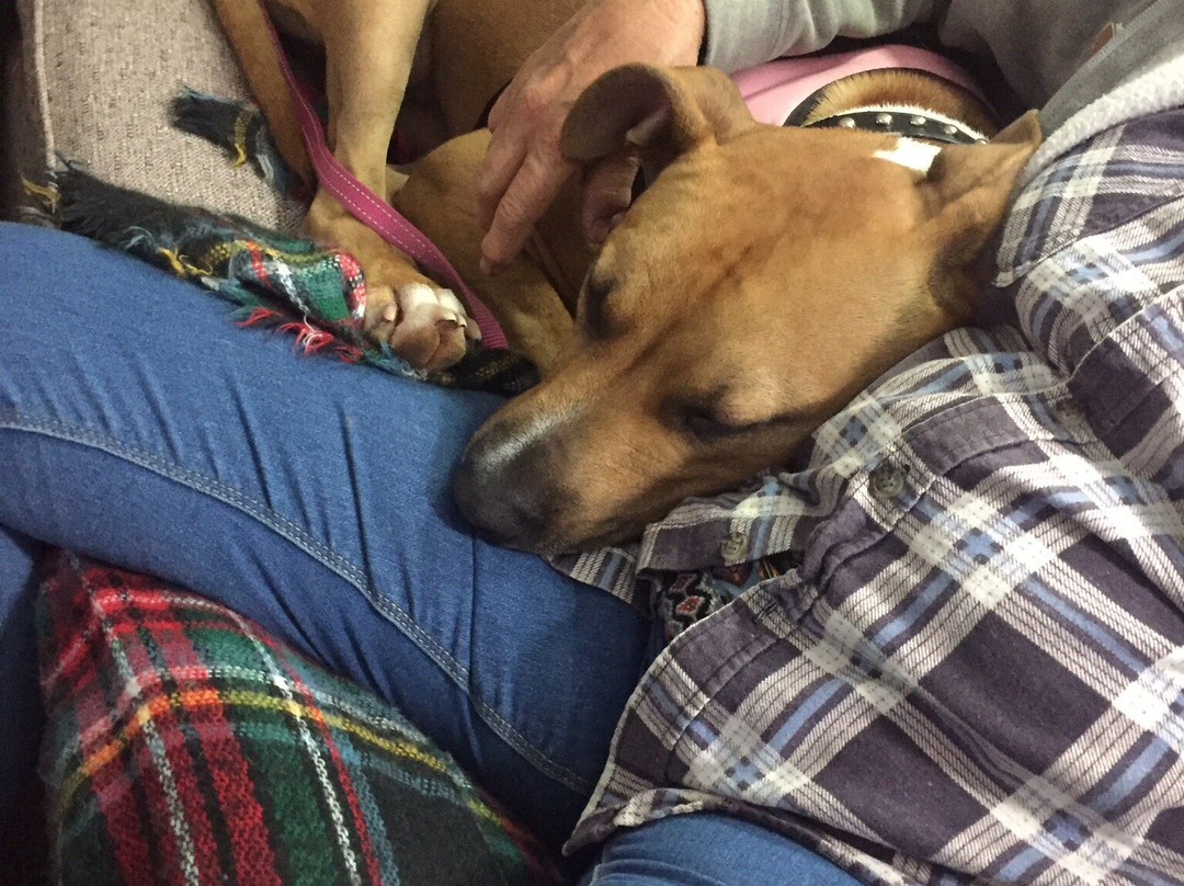 蒙莱克尔最佳西方汽车旅馆主图