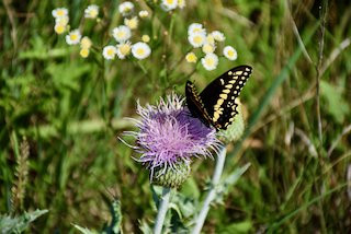 Maxwell Wildlife Refuge-Canton必去景点