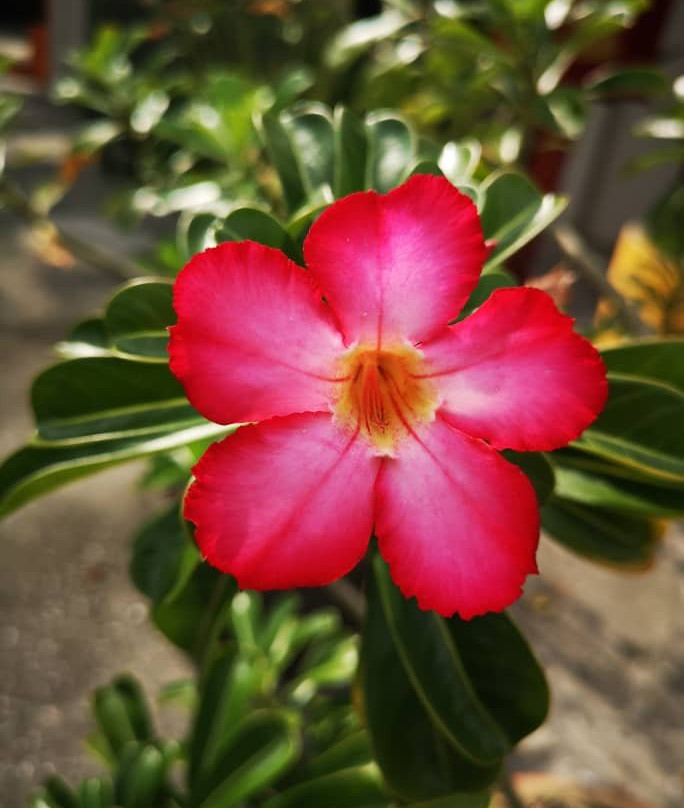 Seen Hock Yeen Confucius Temple-Chemor必去景点