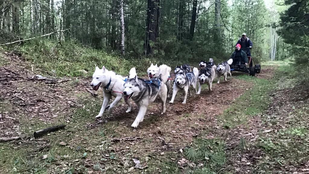 Husky Park Utulik景点图片