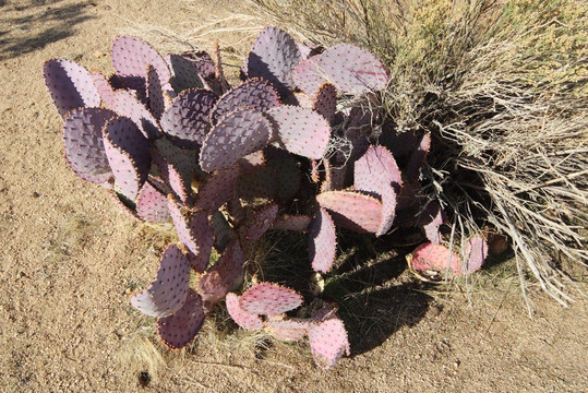 Boulder Gardens Sanctuary-Pioneertown必去景点