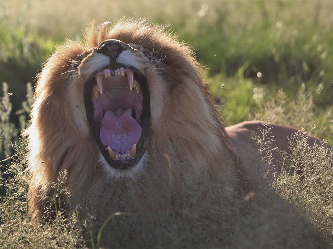 LIONSROCK Big Cat Sanctuary-伯利恒必去景点