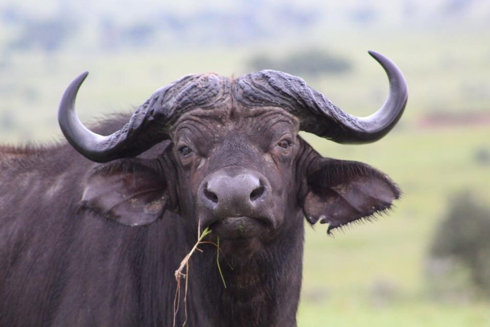 Wild Experience Africa-Wakiso必去景点