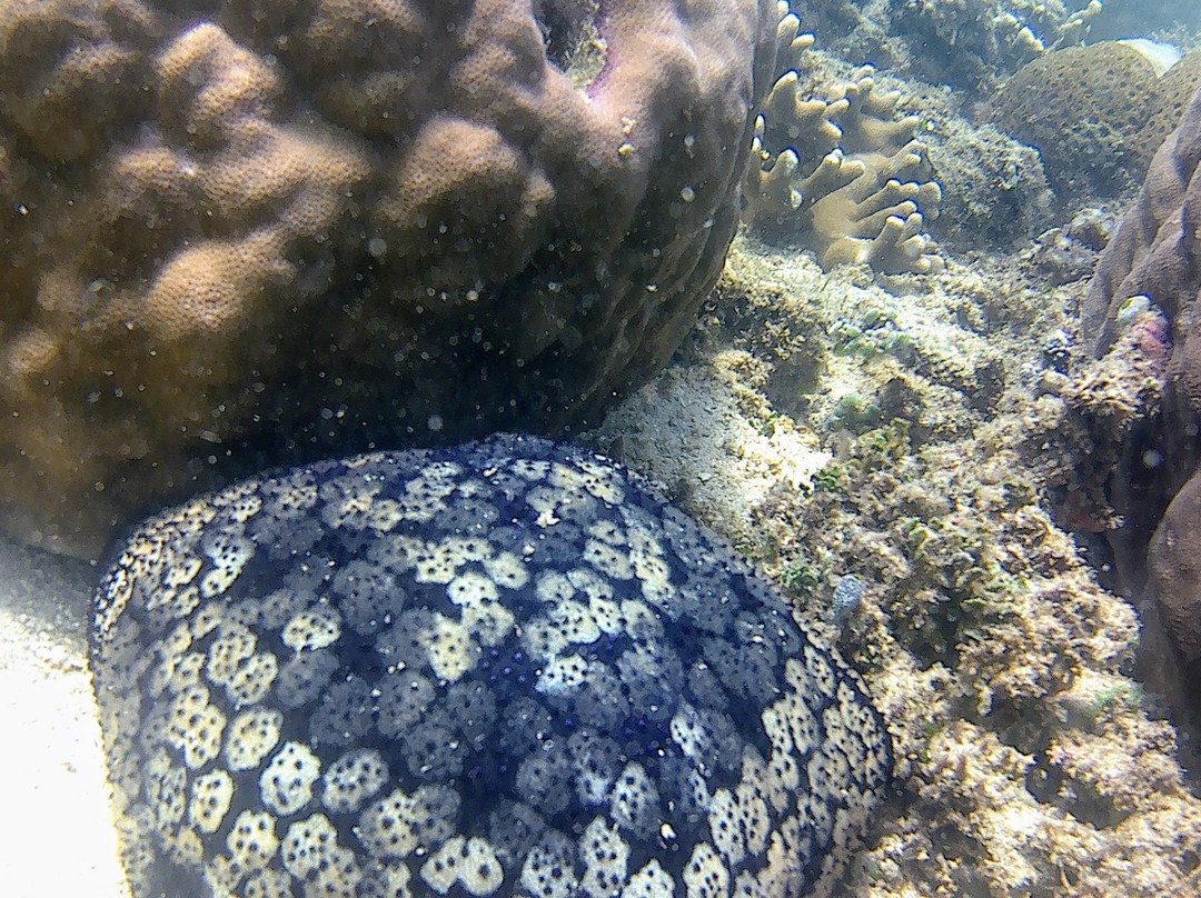 Mimpi Manis Snorkel Trips-Kuta必去景点