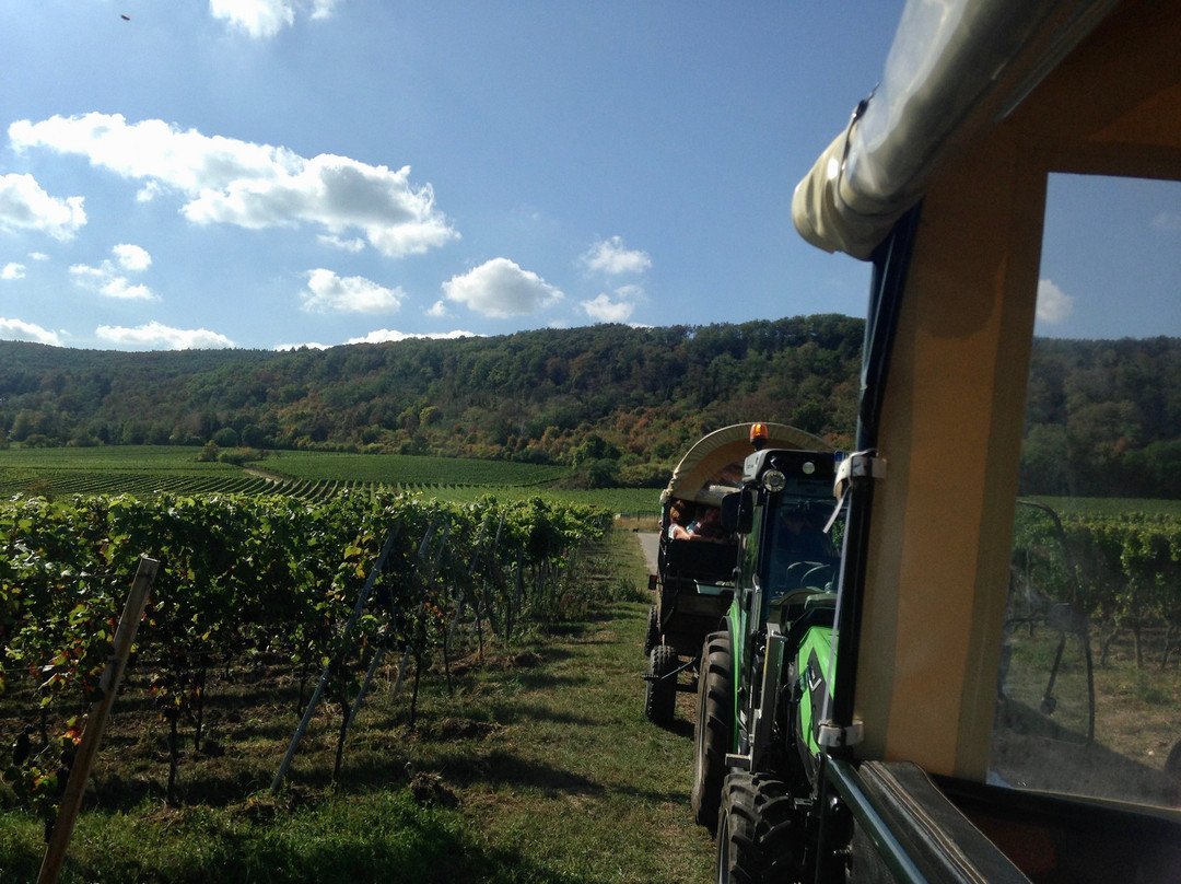 Weingut Zumstein-巴特迪克海姆必去景点